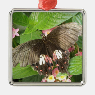 Scarlet Swallowtail Butterfly Macro Ornament