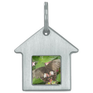 Scarlet Swallowtail Butterfly Macro Pet Tag