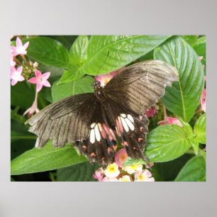 Scarlet Swallowtail Butterfly Macro Print