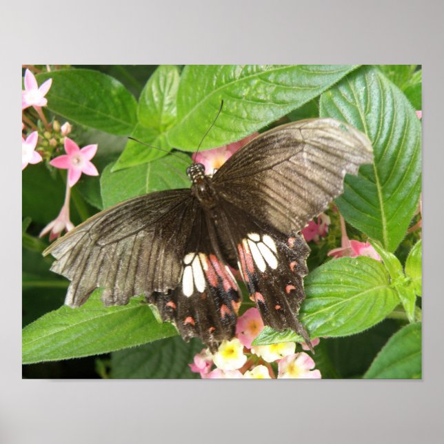 Scarlet Swallowtail Butterfly Macro Print (Front)