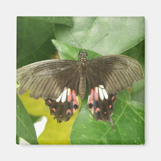 Scarlet Swallowtail Butterfly Magnet (Front)