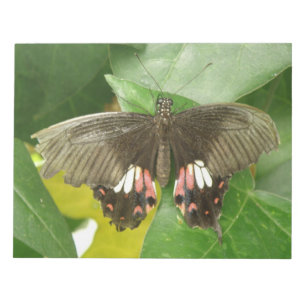 Scarlet Swallowtail Butterfly Notepad