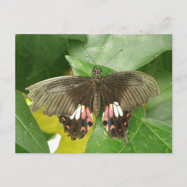 Scarlet Swallowtail Butterfly Postcard (Front)