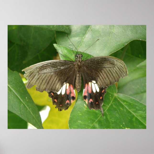 Scarlet Swallowtail Butterfly Print (Front)