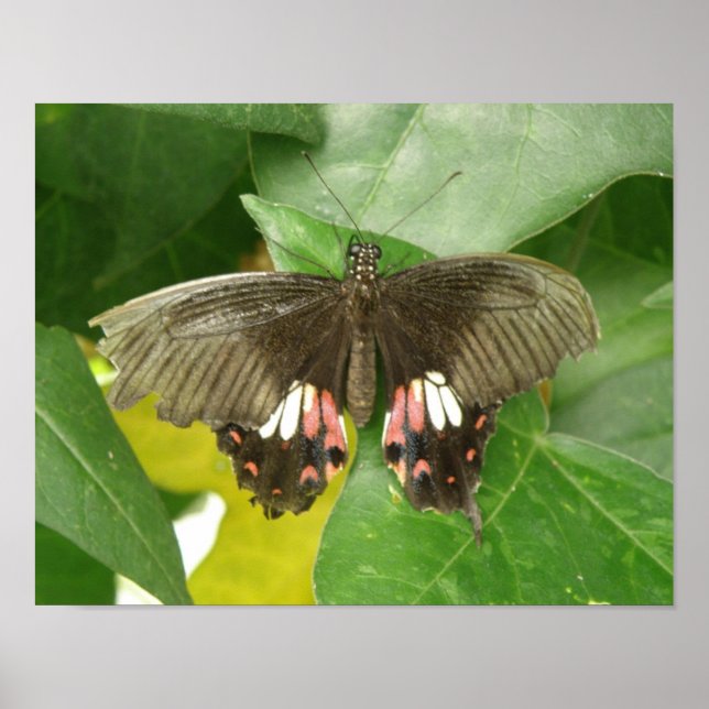 Scarlet Swallowtail Butterfly Print (Front)