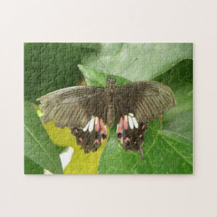 Scarlet Swallowtail Butterfly Puzzle
