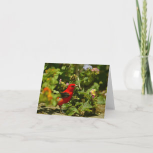 Scarlet Tanager Card