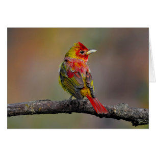 Scarlet Tanager Molting - Original Photograph