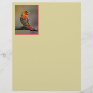 Scarlet Tanager Molting - Original Photograph