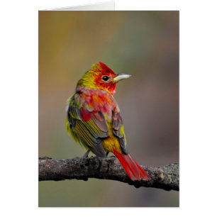 Scarlet Tanager Molting - Original Photograph