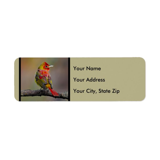 Scarlet Tanager Molting - Original Photograph (Front)