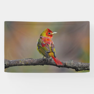 Scarlet Tanager Molting - Original Photograph Banner