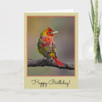 Scarlet Tanager Molting - Original Photograph