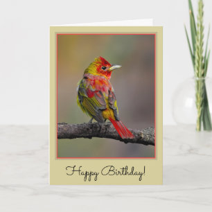 Scarlet Tanager Molting - Original Photograph Card