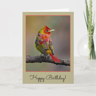 Scarlet Tanager Molting - Original Photograph Card