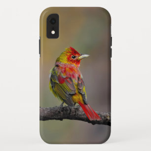 Scarlet Tanager Molting - Original Photograph Case-Mate iPhone Case