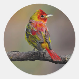 Scarlet Tanager Molting - Original Photograph Classic Round Sticker