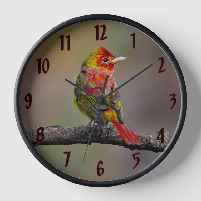 Scarlet Tanager Molting - Original Photograph Clock (Front)
