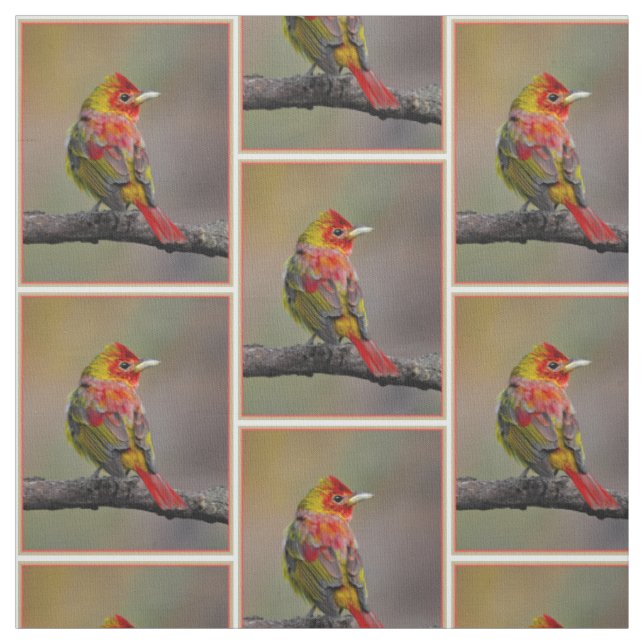 Scarlet Tanager Molting - Original Photograph Fabric (Swatch)