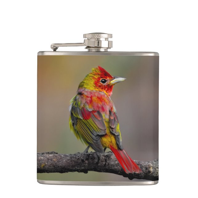 Scarlet Tanager Molting - Original Photograph Hip Flask (Front)