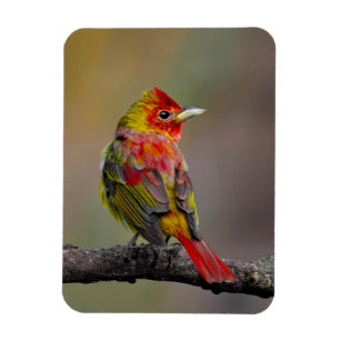 Scarlet Tanager Molting - Original Photograph Magnet