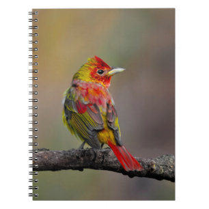 Scarlet Tanager Molting - Original Photograph Notebook