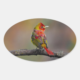 Scarlet Tanager Molting - Original Photograph Oval Sticker