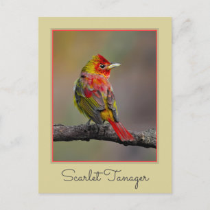 Scarlet Tanager Molting - Original Photograph Postcard