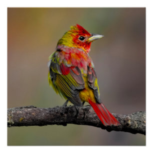 Scarlet Tanager Molting - Original Photograph Poster