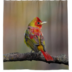 Scarlet Tanager Molting - Original Photograph Shower Curtain