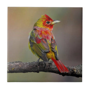Scarlet Tanager Molting - Original Photograph Tile