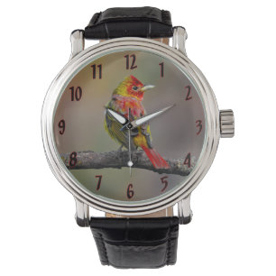 Scarlet Tanager Molting - Original Photograph Watch