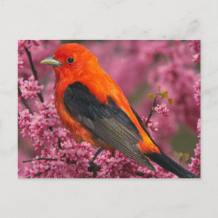Scarlet Tanager (Piranga olivacea) Postcard