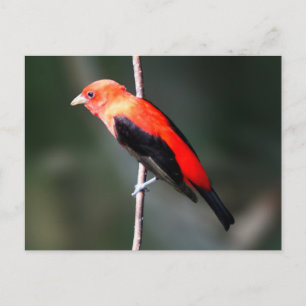 Scarlet Tanager Postcard
