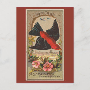 Scarlet Tanager Postcard