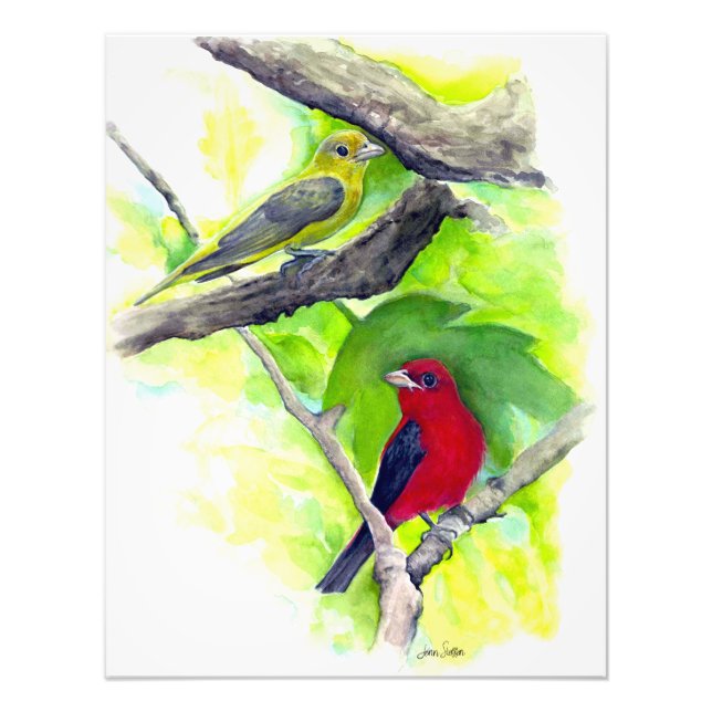 Scarlet Tanagers Birds Watercolor Painting Photo Print (Front)