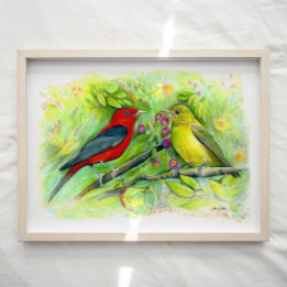 Scarlet Tanagers Watercolor Coloured Pencil Drawin Poster