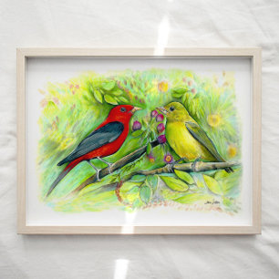 Scarlet Tanagers Watercolor Coloured Pencil Drawin Poster