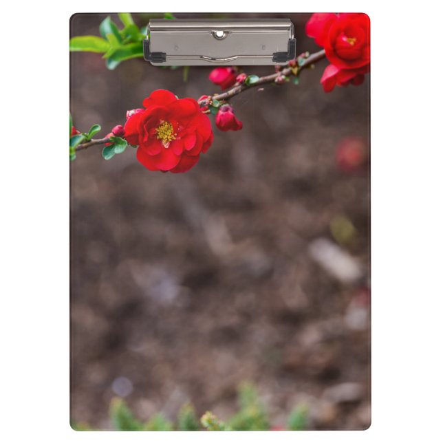 Scarlet Top Clipboard (Front)