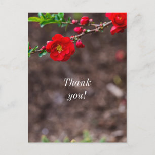 Scarlet Top Thank you Postcard