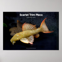 Scarlet Trim Pleco のポスター
