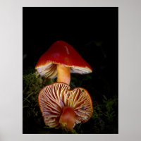 Scarlet Waxcap Fine Art Prints