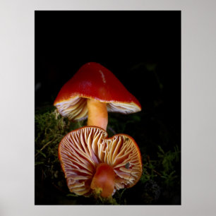 Scarlet Waxcap Fine Art Prints