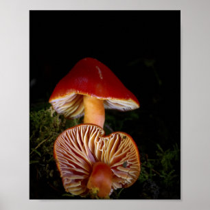 Scarlet Waxcap Fine Art Prints