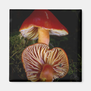 Scarlet Waxcap Mushroom Magnet