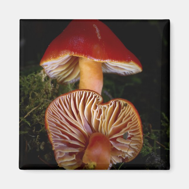 Scarlet Waxcap Mushroom Magnet (Front)