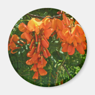 Scarlet Wisteria (Sesbania punicea) OBX Magnet