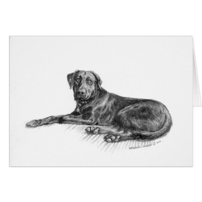 Scarlett the black lab. (Front Horizontal)