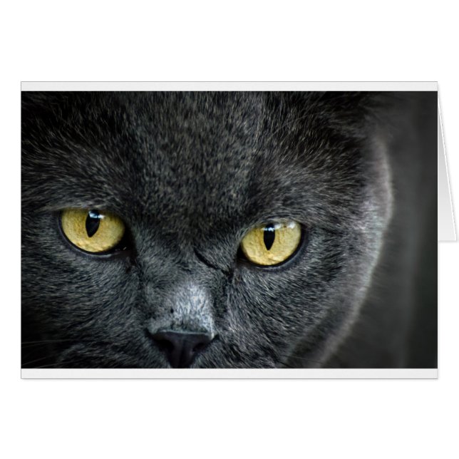 Scary Cat Eyes (Front Horizontal)