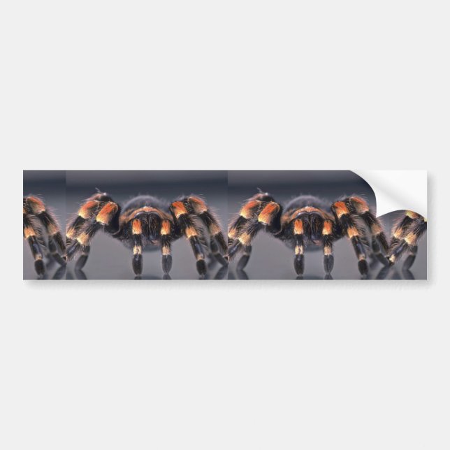 Scary Tarantula spider Bumper Sticker (Front)